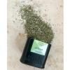 Organická zmes korenia ZA'ATAR 40 g, Mill & Mortar